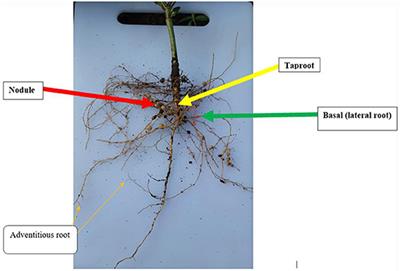 Breeding implications of nodulation performance and root structure under natural inoculation for soil fertility enhancement and sustainable cowpea production